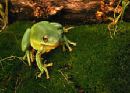 Friendly frogs provide natural control for many garden pests